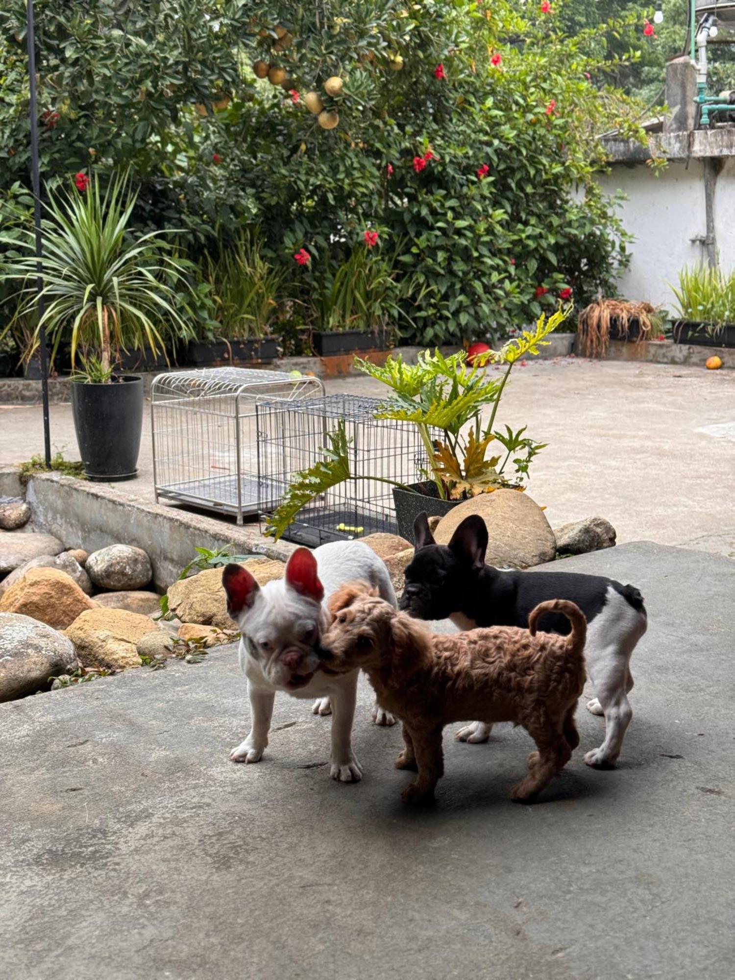 De Yang House Sa Pa Apartment Bagian luar foto